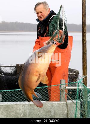 15 décembre 2021, Mecklembourg-Poméranie occidentale, Waren (Müritz): Ralf Kreusel des pêcheurs de Müritz se tient sur des bateaux à tambour et met la carpe sauvage attrapée avec un filet de traction dans un filet de retenue, carpe qui sont trop gros sont retournés à la nature.La carpe dans les tailles appropriées sera livrée aux points de vente pour les affaires de Noël dans les prochains jours, tous les autres poissons vont de retour dans le lac.Photo: Bernd Wüstneck/dpa-Zentralbild/dpa Banque D'Images