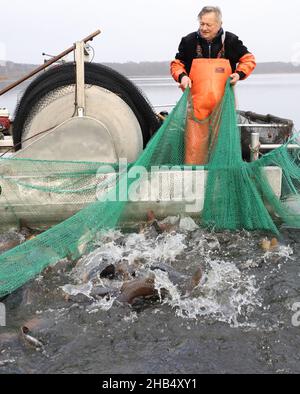 15 décembre 2021, Mecklembourg-Poméranie occidentale, Waren (Müritz): Ralf Kreusel des pêcheurs de Müritz se tient sur des bateaux à tambour et montre la carpe sauvage dans un filet de retenue.La carpe dans les tailles appropriées sera livrée aux points de vente pour les affaires de Noël dans les prochains jours, tous les autres poissons retourneront dans le lac.Photo: Bernd Wüstneck/dpa-Zentralbild/dpa Banque D'Images