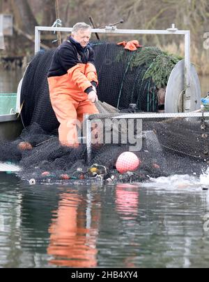 15 décembre 2021, Mecklembourg-Poméranie occidentale, Waren (Müritz): Ralf Kreusel des pêcheurs de Müritz se tient sur des bateaux à tambour et met la carpe sauvage attrapée avec un filet de traction dans un filet de retenue, carpe qui sont trop gros sont retournés à la nature.La carpe dans les tailles appropriées sera livrée aux points de vente pour les affaires de Noël dans les prochains jours, tous les autres poissons vont de retour dans le lac.Photo: Bernd Wüstneck/dpa-Zentralbild/dpa Banque D'Images