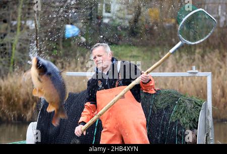 15 décembre 2021, Mecklembourg-Poméranie occidentale, Waren (Müritz): Ralf Kreusel des pêcheurs de Müritz se tient sur des bateaux à tambour et met la carpe sauvage attrapée avec un filet de traction dans un filet de retenue, carpe qui sont trop gros sont retournés à la nature.La carpe dans les tailles appropriées sera livrée aux points de vente pour les affaires de Noël dans les prochains jours, tous les autres poissons vont de retour dans le lac.Photo: Bernd Wüstneck/dpa-Zentralbild/dpa Banque D'Images