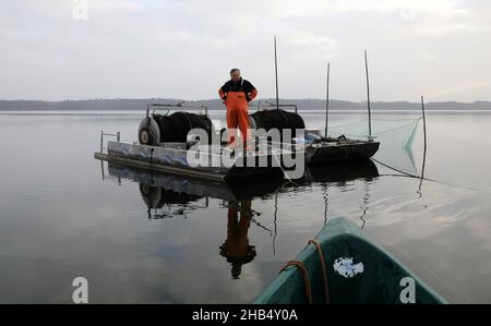 15 décembre 2021, Mecklembourg-Poméranie occidentale, Waren (Müritz): Ralf Kreusel des pêcheurs de Müritz se tient sur des bateaux à tambour et met la carpe sauvage attrapée avec un filet de traction dans un filet de retenue, carpe qui sont trop gros sont retournés à la nature.La carpe dans les tailles appropriées sera livrée aux points de vente pour les affaires de Noël dans les prochains jours, tous les autres poissons vont de retour dans le lac.Photo: Bernd Wüstneck/dpa-Zentralbild/dpa Banque D'Images