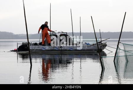 15 décembre 2021, Mecklembourg-Poméranie occidentale, Waren (Müritz): Ralf Kreusel des pêcheurs de Müritz se tient sur des bateaux à tambour et met la carpe sauvage attrapée avec un filet de traction dans un filet de retenue, carpe qui sont trop gros sont retournés à la nature.La carpe dans les tailles appropriées sera livrée aux points de vente pour les affaires de Noël dans les prochains jours, tous les autres poissons vont de retour dans le lac.Photo: Bernd Wüstneck/dpa-Zentralbild/dpa Banque D'Images