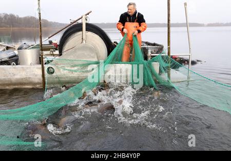 15 décembre 2021, Mecklembourg-Poméranie occidentale, Waren (Müritz): Ralf Kreusel des pêcheurs de Müritz se tient sur des bateaux à tambour et montre la carpe sauvage dans un filet de retenue.La carpe dans les tailles appropriées sera livrée aux points de vente pour les affaires de Noël dans les prochains jours, tous les autres poissons retourneront dans le lac.Photo: Bernd Wüstneck/dpa-Zentralbild/dpa Banque D'Images