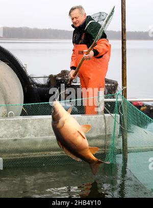 15 décembre 2021, Mecklembourg-Poméranie occidentale, Waren (Müritz): Ralf Kreusel des pêcheurs de Müritz se tient sur des bateaux à tambour et met la carpe sauvage attrapée avec un filet de traction dans un filet de retenue, carpe qui sont trop gros sont retournés à la nature.La carpe dans les tailles appropriées sera livrée aux points de vente pour les affaires de Noël dans les prochains jours, tous les autres poissons vont de retour dans le lac.Photo: Bernd Wüstneck/dpa-Zentralbild/dpa Banque D'Images