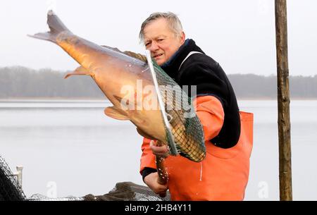 15 décembre 2021, Mecklembourg-Poméranie occidentale, Waren (Müritz): Ralf Kreusel des pêcheurs de Müritz se tient sur des bateaux à tambour et met la carpe sauvage capturée avec un filet de transport dans un filet de retenue.La carpe dans les tailles appropriées sera livrée aux points de vente pour les affaires de Noël dans les prochains jours, tous les autres poissons retourneront dans le lac.Photo: Bernd Wüstneck/dpa-Zentralbild/dpa Banque D'Images