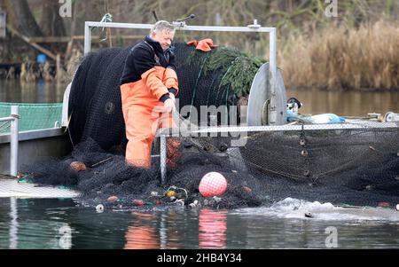 15 décembre 2021, Mecklembourg-Poméranie occidentale, Waren (Müritz): Ralf Kreusel des pêcheurs de Müritz se tient sur des bateaux à tambour et met la carpe sauvage attrapée avec un filet de traction dans un filet de retenue, carpe qui sont trop gros sont retournés à la nature.La carpe dans les tailles appropriées sera livrée aux points de vente pour les affaires de Noël dans les prochains jours, tous les autres poissons vont de retour dans le lac.Photo: Bernd Wüstneck/dpa-Zentralbild/dpa Banque D'Images