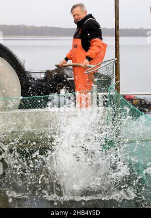 15 décembre 2021, Mecklembourg-Poméranie occidentale, Waren (Müritz): Ralf Kreusel des pêcheurs de Müritz se tient sur des bateaux à tambour et met la carpe sauvage attrapée avec un filet de traction dans un filet de retenue, carpe qui sont trop gros sont retournés à la nature.La carpe dans les tailles appropriées sera livrée aux points de vente pour les affaires de Noël dans les prochains jours, tous les autres poissons vont de retour dans le lac.Photo: Bernd Wüstneck/dpa-Zentralbild/dpa Banque D'Images