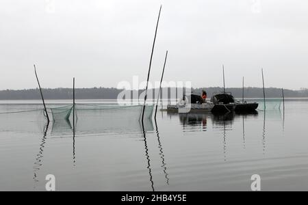 15 décembre 2021, Mecklembourg-Poméranie occidentale, Waren (Müritz): Ralf Kreusel des pêcheurs de Müritz se tient sur des bateaux à tambour et met la carpe sauvage attrapée avec un filet de traction dans un filet de retenue, carpe qui sont trop gros sont retournés à la nature.La carpe dans les tailles appropriées sera livrée aux points de vente pour les affaires de Noël dans les prochains jours, tous les autres poissons vont de retour dans le lac.Photo: Bernd Wüstneck/dpa-Zentralbild/dpa Banque D'Images