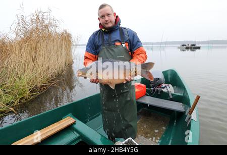 15 décembre 2021, Mecklembourg-Poméranie occidentale, Waren (Müritz): Sasche Müller des pêcheurs de Müritz montre une carpe sauvage attrapée avec un filet de transport.La carpe dans les tailles appropriées sera livrée aux points de vente pour les affaires de Noël dans les prochains jours, tous les autres poissons retourneront dans le lac.Photo: Bernd Wüstneck/dpa-Zentralbild/dpa Banque D'Images