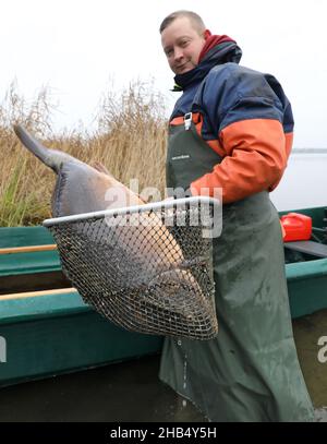 15 décembre 2021, Mecklembourg-Poméranie occidentale, Waren (Müritz): Sasche Müller des pêcheurs de Müritz met un 'pawner', une grande femelle, de retour dans le lac où la carpe sauvage a été attrapée avec un filet de traction.La carpe dans les tailles appropriées sera livrée aux points de vente pour les affaires de Noël dans les prochains jours, tous les autres poissons vont de retour dans le lac.Photo: Bernd Wüstneck/dpa-Zentralbild/dpa Banque D'Images