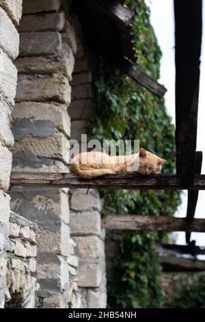 Un chat rouge dort sur les dalles de toit dans le village.Russie, été. Banque D'Images