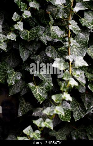 Un mur de calcaire léger recouvert de feuilles de lierre verte après la pluie.Vue avant. Banque D'Images