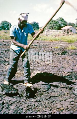 Travailleur masculin utilisant le picornue creusant du goudron ay la Brea Pitch Lake, Trinidad, Trinité-et-Tobago, début des années 1960 Banque D'Images