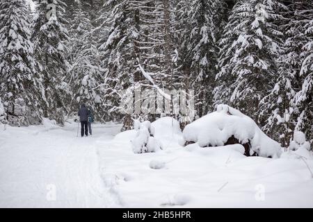 Un homme dans une veste sombre traverse une forêt enneigée en hiver.Vue arrière.Ski dans une belle forêt enneigée dans le froid.Un homme sur le fond d'un Banque D'Images