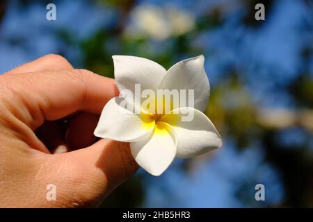 Nicaragua Ometepe Island - Frangipani Plumeria Flower in Hand Banque D'Images