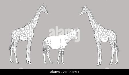 Illustration girafe et okapi.Ruminants africains pour livre de coloriage. Banque D'Images