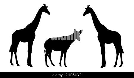 Illustration girafe et okapi.Silhouette de ruminants africains. Banque D'Images