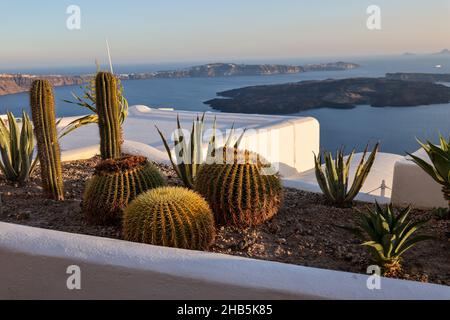 Gros plan de cactus et d'aloès qui poussent dans un lit de fleurs à Santorin.Caldera en arrière-plan. Banque D'Images