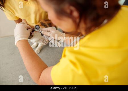 Vétérinaire médecin vérifiant l'animal à l'hôpital vétérinaire Banque D'Images