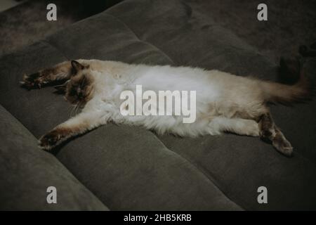 Gros plan sur le doux adorable chat siamois dormant sur le canapé Banque D'Images