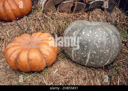 Citrouilles et gourdes sur de la paille ou sur un foin.Marché agricole extérieur. Banque D'Images