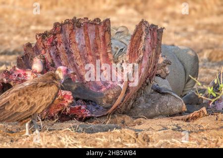 Lion (Panthera leo) se nourrissant d'un tuer.Parc national de Luangwa Sud, Zambie Banque D'Images