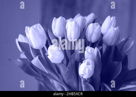 Couleur de l'année 2022 très Peri.Fond de tulipes de couleur violette tendance.Mise au point sélective. Banque D'Images