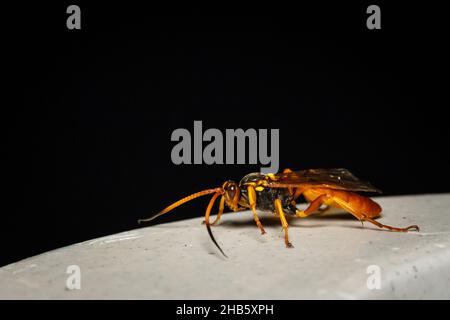 Gros plan d'une guêpe ichneumon (Callajoppa cirrogaster) reposant sur une plaque Banque D'Images