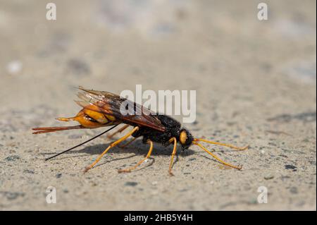 Gros plan d'une guêpe géante (Uroceras gigas) reposant sur le sol, jour ensoleillé en été dans les alpes autrichiennes Banque D'Images