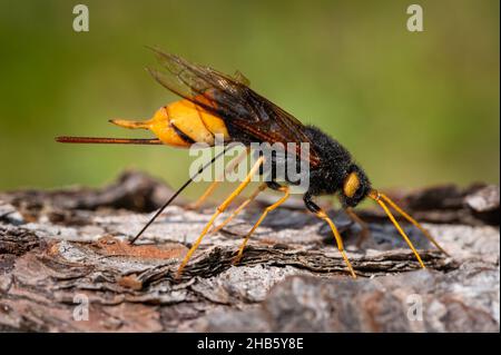 Gros plan d'une guêpe géante (Uroceras gigas) forant dans un morceau de bois, jour ensoleillé en été dans les alpes autrichiennes Banque D'Images