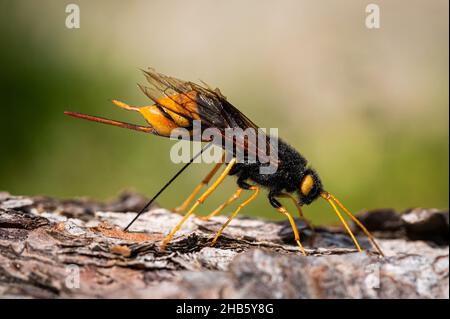 Gros plan d'une guêpe géante (Uroceras gigas) forant dans un morceau de bois, jour ensoleillé en été dans les alpes autrichiennes Banque D'Images