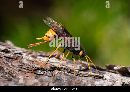 Gros plan d'une guêpe géante (Uroceras gigas) forant dans un morceau de bois, jour ensoleillé en été dans les alpes autrichiennes Banque D'Images