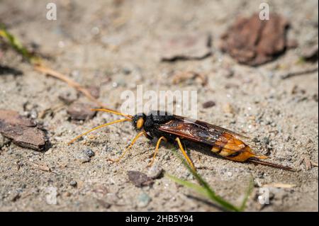 Gros plan d'une guêpe géante (Uroceras gigas) reposant sur le sol, jour ensoleillé en été dans les alpes autrichiennes Banque D'Images