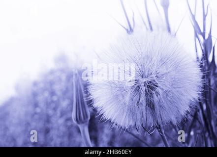 Arrière-plan naturel. Grand pissenlit dans la prairie, gros plan. Couleurs douces et délicates, espace de copie. Banque D'Images