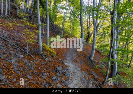 Magnifique paysage d'automne panorama d'une forêt pittoresque avec une petite parcelle de forêt Banque D'Images