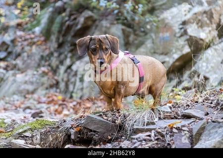 Petit dachshund posant sur une route forestière en une journée ensoleillée Banque D'Images