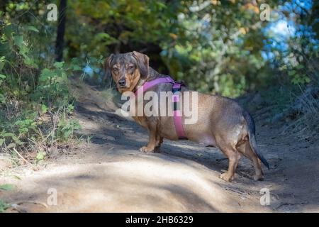 Petit dachshund posant sur une route forestière en une journée ensoleillée Banque D'Images