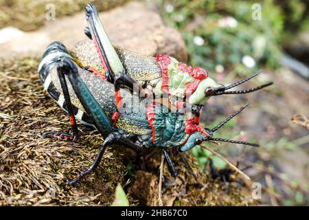 Sauterelle en mousse Koppie (dictyophorus spumans) en Afrique du Sud Banque D'Images