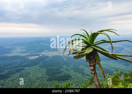 Panorama au point de vue de God's Window le long de la route panoramique, Mpumalanga, Afrique du Sud Banque D'Images