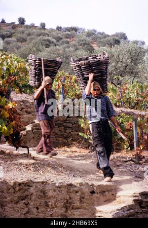 Une série d'images sur la production de vin de Porto au Portugal c 1960 - hommes transportant un panier de raisins Banque D'Images