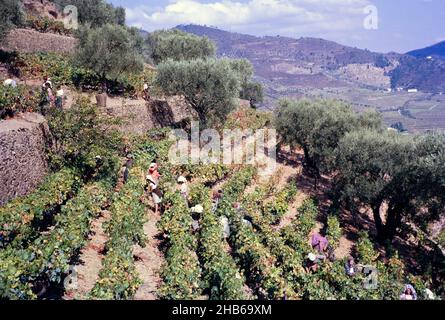 Une série d'images sur la production de vin de Porto au Portugal c 1960 - personnes récoltant du raisin sur des terrasses à flanc de coteau abruptes Banque D'Images