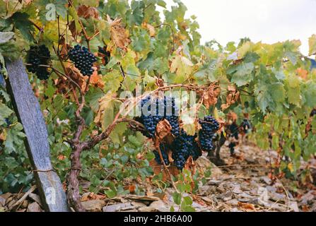 Une série d'images sur la production de vin de Porto au Portugal c 1960 - détail des raisins suspendus à des vignes Banque D'Images