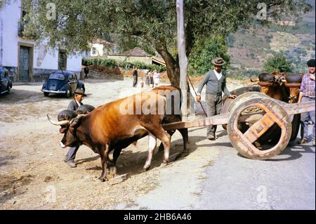 Une série d'images sur la production de vin de Porto au Portugal c 1960 - chariot de bœuf traditionnel Banque D'Images