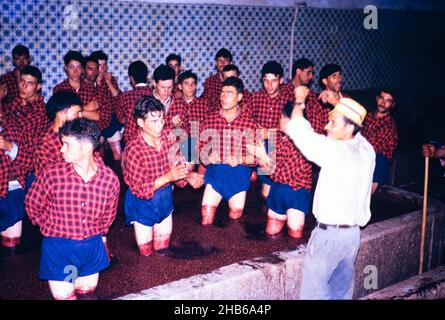 Une série d'images sur la production de vin de Porto au Portugal c 1960 - hommes en uniforme de short et de chemise la lecture des raisins Banque D'Images