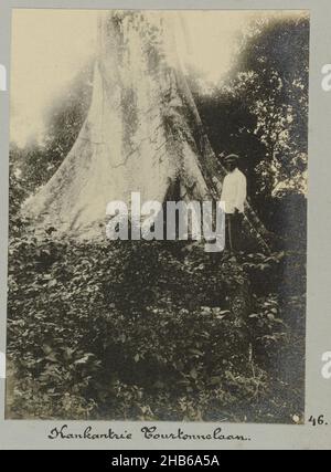 Kankantrie Tourtonnelaan (titre sur objet), homme surinamais posant au pied d'un kankantrie (arbre kapok sauvage) sur la route de la plantation de Tourton.Partie de l'album photo souvenir de Voyage (partie 2), sur la vie de la famille Doijer dans et autour de la plantation Ma Retraite au Suriname dans les années 1906-1913., Hendrik Doijer (attribué à), Suriname, 1906 - 1913, support photographique, papier de gélatine argentée,hauteur 111 mm × largeur 81 mm Banque D'Images