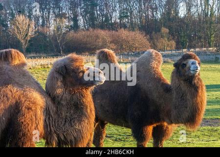 Les chameaux à double bosse ( Marvin et Merlina) sont originaires du désert de Gobi, les chameaux de Bactriane (deux chameaux à bosse) ou les animaux que l'on trouve généralement sur une vaste étendue de zones désertiques froides à travers la Mongolie, en Chine. MainsGill Farm attraction, Richmond, Yorkshire. Banque D'Images