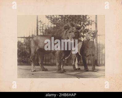 Lion et lionne dans un zoo de Londres, Thomas James Dixon (mentionné sur l'objet), Londres, c.1875 - c.1900, carton, empreinte carbone, hauteur 252 mm × largeur 350 mm Banque D'Images