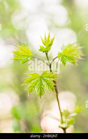 Érable de Norvège (Acer platanoides), jeune branche, Allemagne, Thueringen, parc national de Hainich Banque D'Images