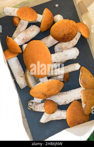 Tige de scabre à capuchon rouge, Boletus à capuchon rouge, Boletus à capuchon orange, tige de scabre à capuchon rouge (Leccinum leucopodium, Leccinum rufum, Leccinum aurantiacum), Banque D'Images