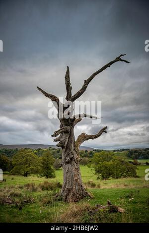 Un arbre mort frappé par la foudre dans le domaine du château de Featherstone, Northumberland, Royaume-Uni Banque D'Images